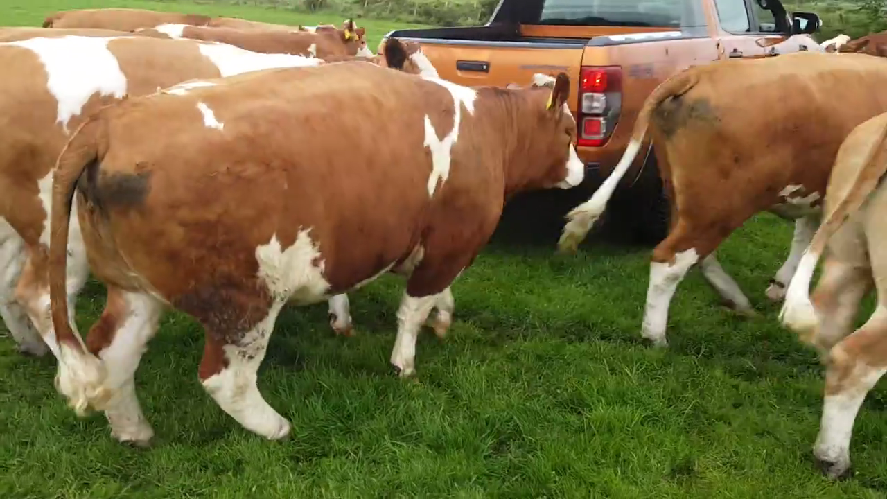 Purebred Simmental- Bred Heifers, open heifers and steers.